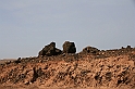 Kanary_2010 054